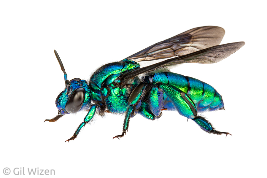Orchid bee (Exaerete smaragdina). Caves Branch, Cayo District, Belize
