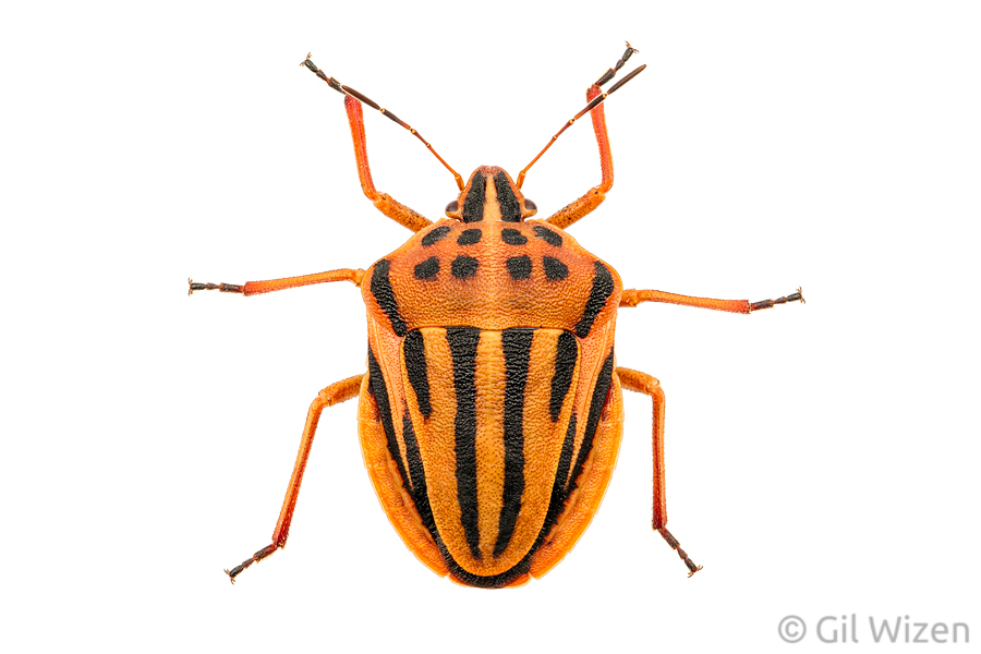 Shield bug (Graphosoma semipunctatum). Central Coastal Plain, Israel