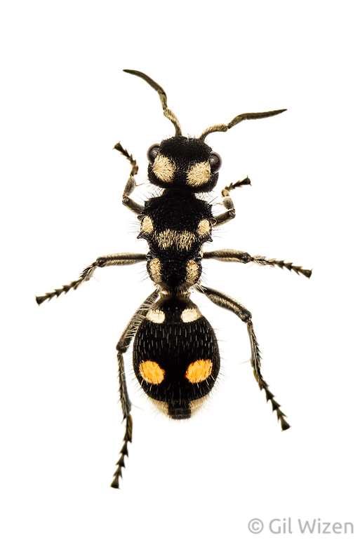 Velvet ant (Hoplomutilla sp.). Amazon Basin, Ecuador