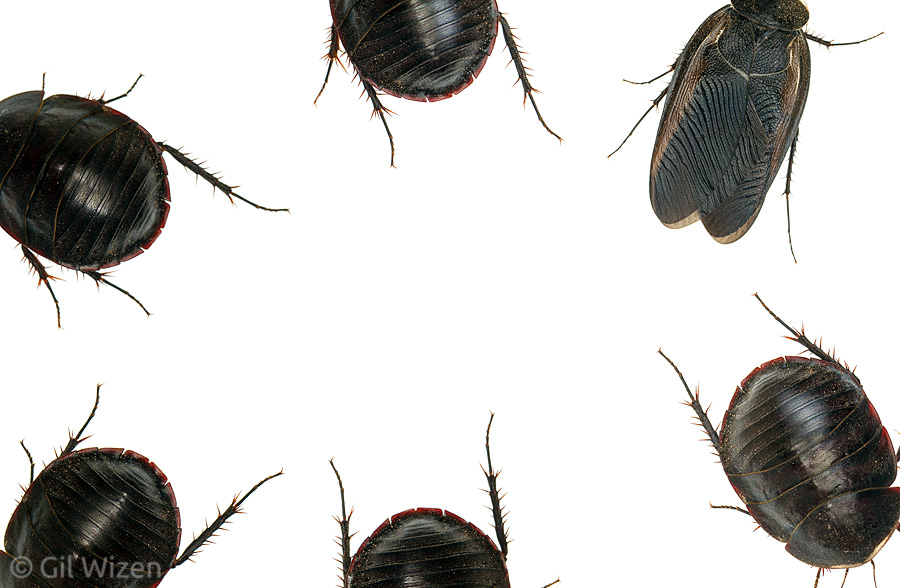 Egyptian Desert Cockroaches (Polyphaga aegyptiaca), Central Coastal Plain, Israel