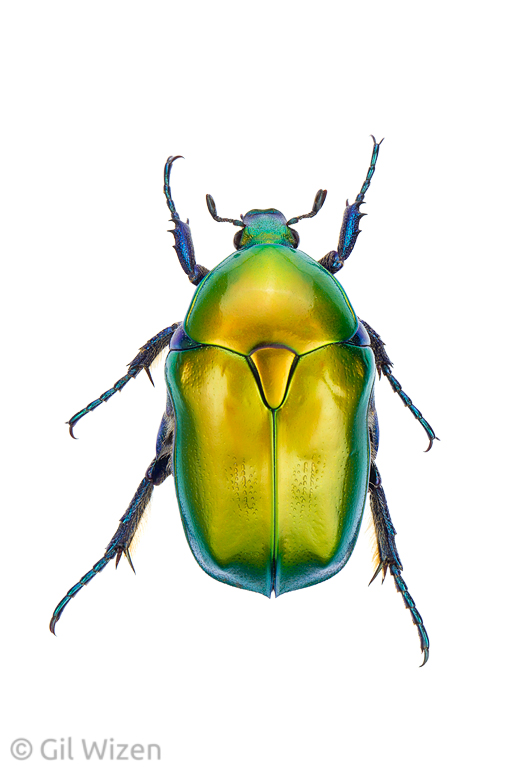 Flower beetle (Protaetia cuprea ignicollis). Central Coastal Plain, Israel