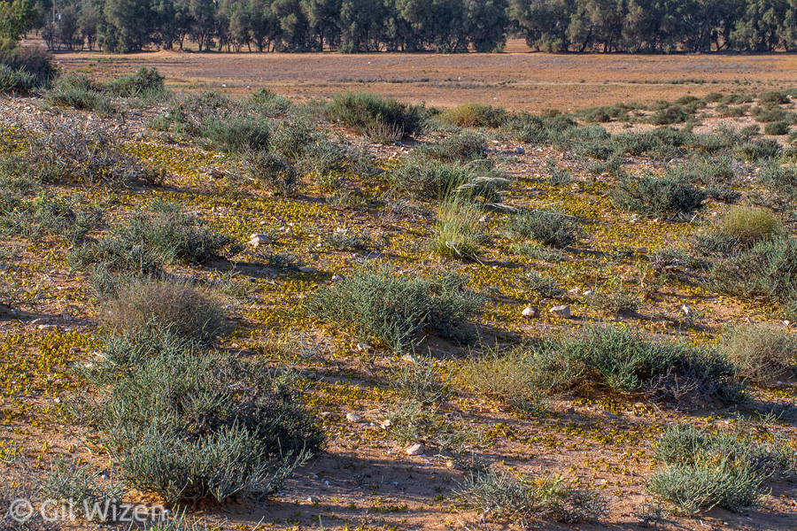 Desert locust (Schistocerca gregaria) nymphs, Negev Desert, Israel
