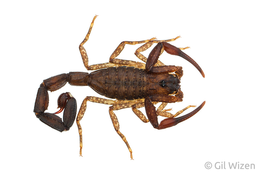 Juvenile Ecuadorian black scorpion (Tityus asthenes). Amazon Basin, Ecuador
