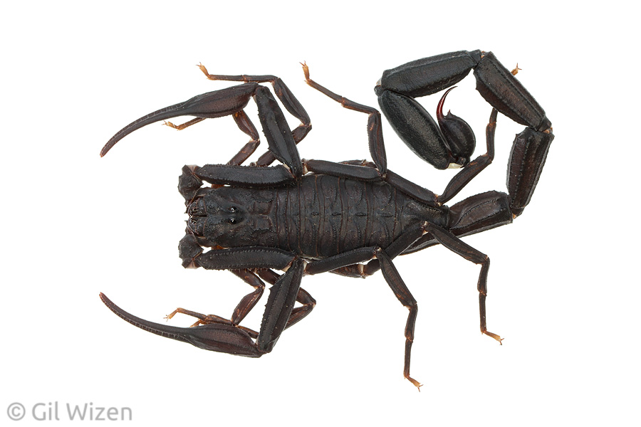 Ecuadorian black scorpion (Tityus asthenes), with thin tail and pincers. And yes, you guessed it - this is a medically significant species with potent venom.