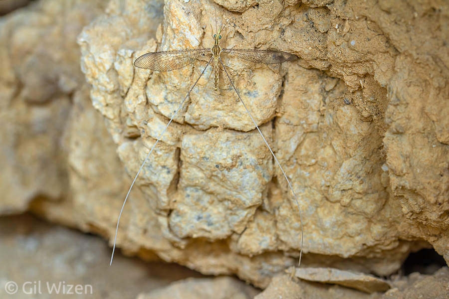 Threadwing antlion (Dielocroce hebraea) resting on the cave wall. Judaean Desert, Israel