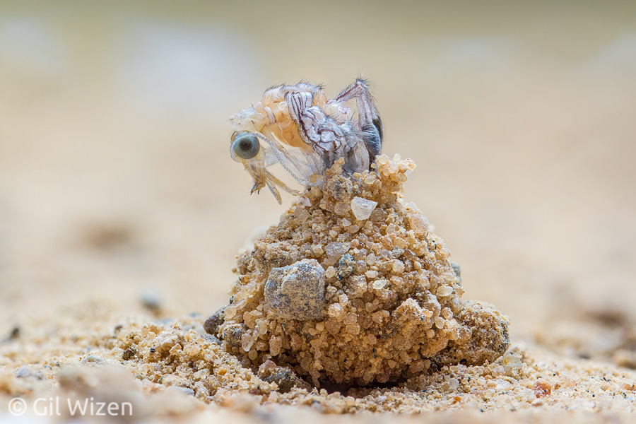Threadwing antlion (Dielocroce hebraea) emerging from its cocoon. The erected "horns" in the mouthparts area are used to burst through the cocoon.