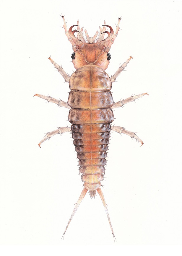 Epomis circumscriptus larva - artwork by Carim Nahaboo