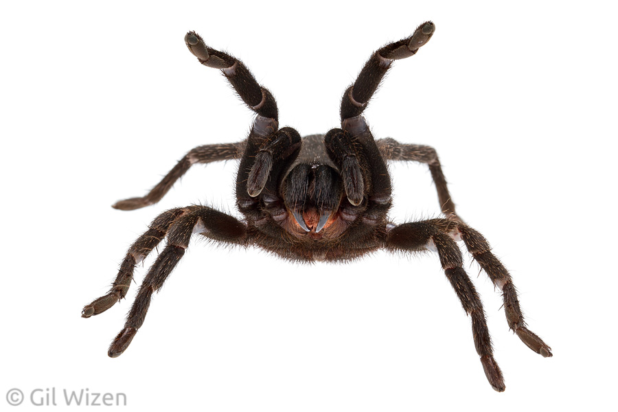Israeli black tarantula (Chaetopelma olivaceum) in threatening pose. Carmel Mountain Range, Israel