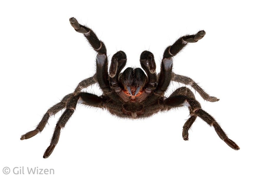 Israeli black tarantula (Chaetopelma olivaceum) in threatening pose. Carmel Mountain Range, Israel