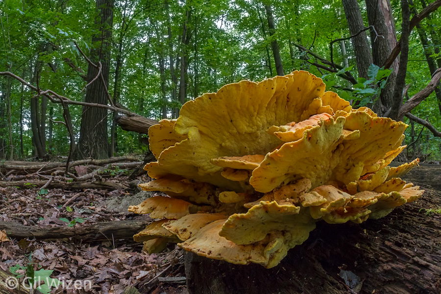 Chicken of the Woods mushroom (Laetiporus sulphureus), growing on a fallen oak tree. Ontario, Canada
