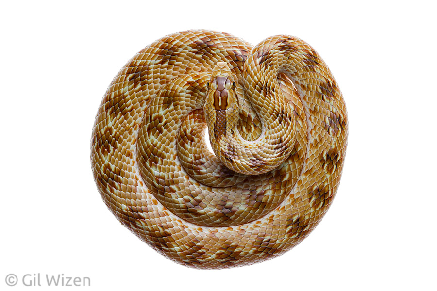 Awl-headed snake (Lytorhynchus diadema). Western Negev Desert, Israel