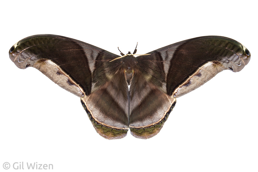 Giant silk moth (Rhescyntis hippodamia). Amazon Basin, Ecuador