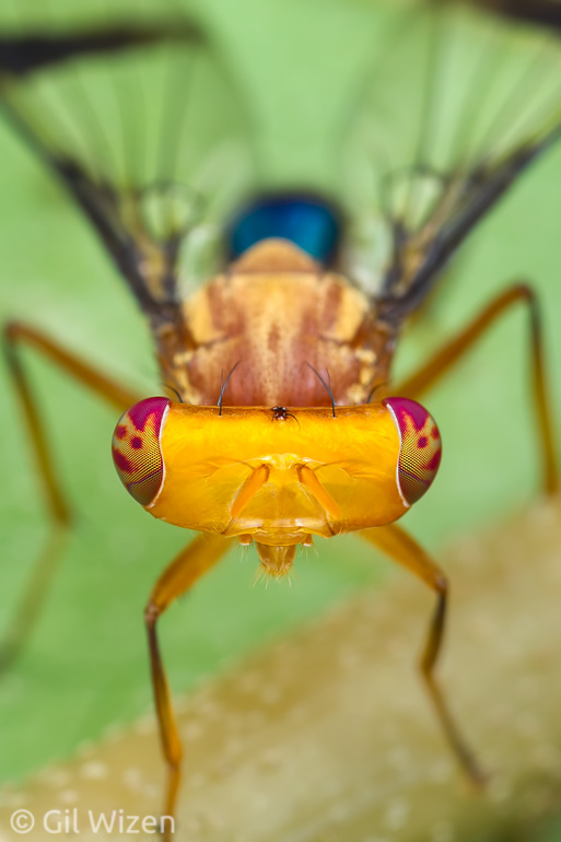Hammerhead fly (Richardia sp.). Mindo, Ecuador