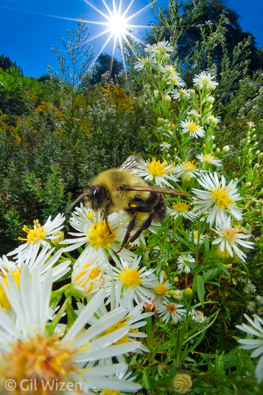 Bumblebee (Bombus sp.) pollinating pollinating a waterfall of white aster flowers. And a complimentary sunstar.