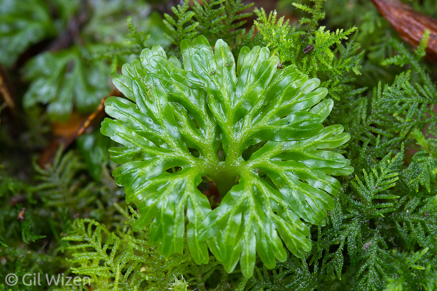 Fan-shaped moss. Fiordland National Park, New Zealand