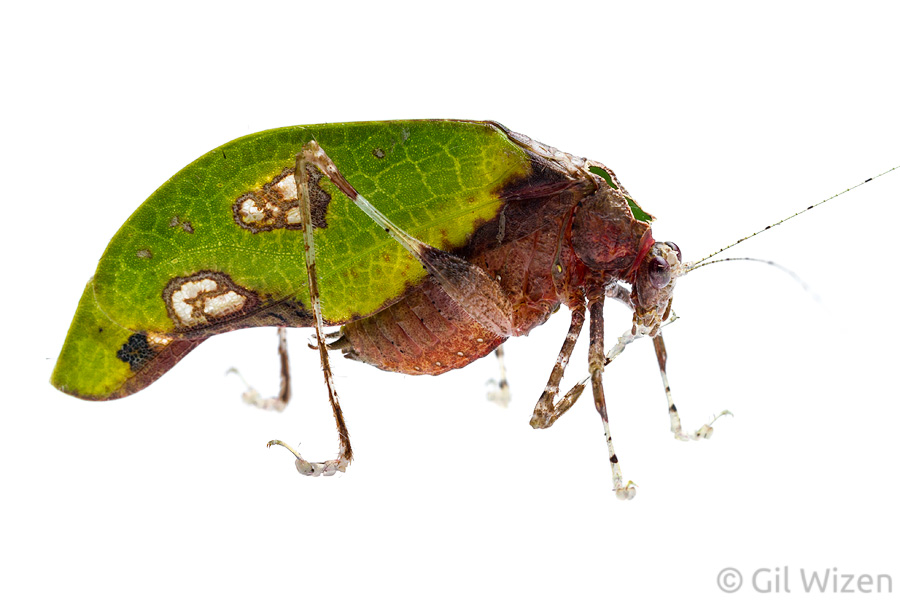 The adult Pycnopalpa bicordata is a delicate leaf-mimicking katydid. This one is a male.
