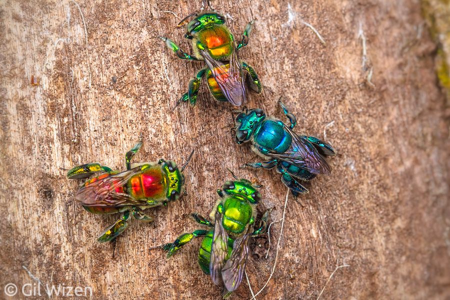 A group of colorful orchid bees (Euglossa hansoni, E. sapphirina and E. tridentata) collecting fungus filaments from tree bark, Limón Province, Costa Rica