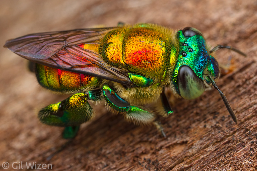 Male orchid bee (Euglossa hansoni) collecting fungus filaments from tree bark. Limón Province, Costa Rica