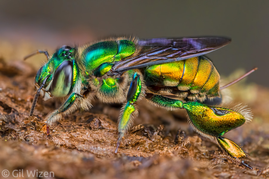 Male orchid bee (Euglossa sp.) collecting fragrant compounds from tree bark. The chemicals are stored in special chambers located in hind tibia. Photographed in the Amazon Basin, Ecuador