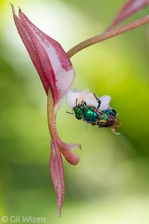 Male orchid bee (Euglossa cyanura) pollinating the orchid Gongora maculata. Note the pollen packets glued on the bee's back. Photographed in Toledo District, Belize