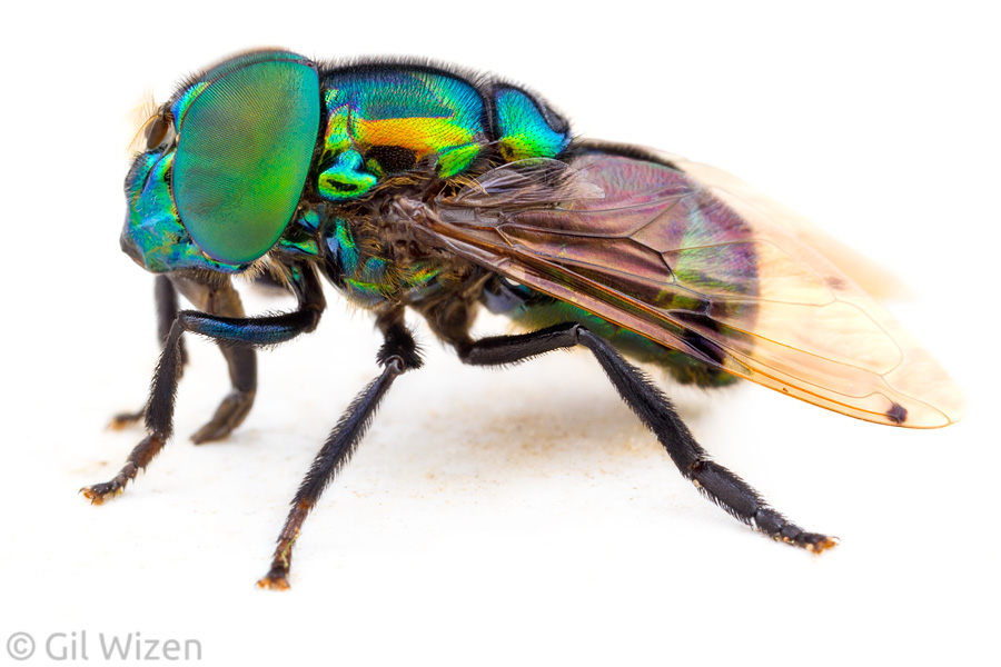 Orchid bee-mimicking hoverfly (Ornidia obesa) feeding, Amazon Basin, Ecuador