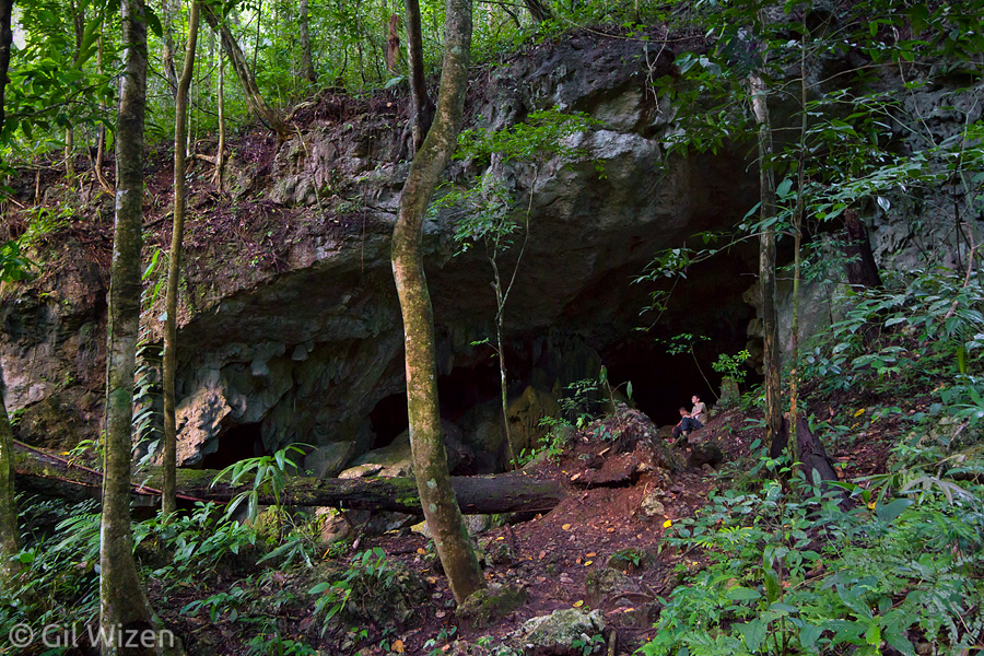 The entrance to Waterfall Cave, where specimens of the new species C. reddelli have been found.