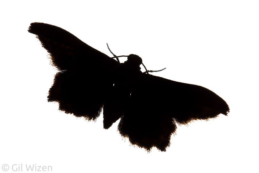 Crambid moth silhouette, Mindo, Ecuador