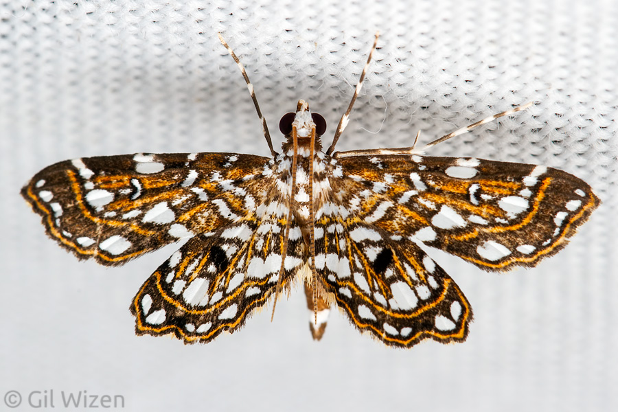 Crambid moth, Mindo, Ecuador