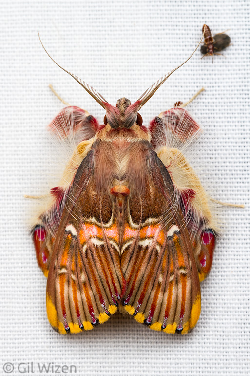 Owlet moth (Sosxestra grata). Caves Branch, Cayo District, Belize
