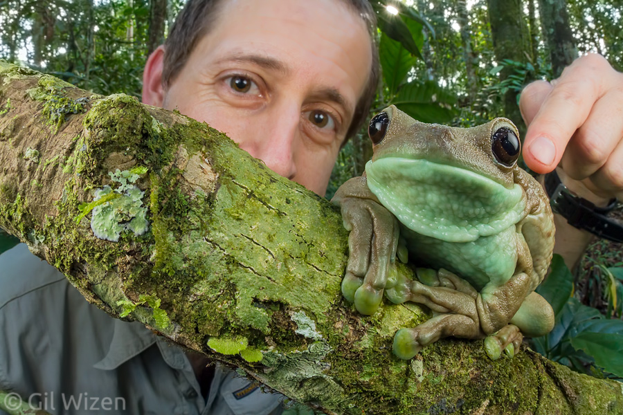 Common milk frog (Trachycephalus venulosus), Amazon Basin, Ecuador