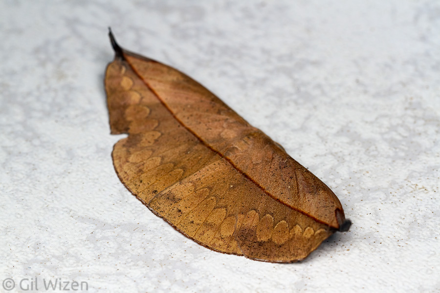 Leaf-mimicking saturniid moth (Homoeopteryx sumacensis), Amazon Basin, Ecuador