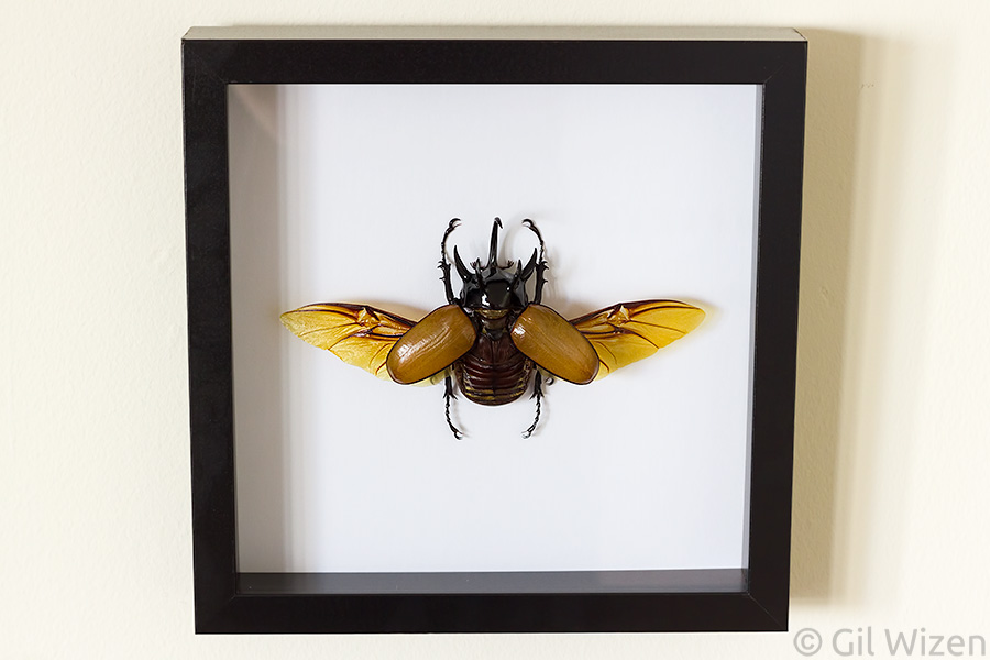 A framed rhinoceros beetle (Eupatorus gracilicornis) that I made. You might not believe it, but this specimen was in very poor condition when I received it.