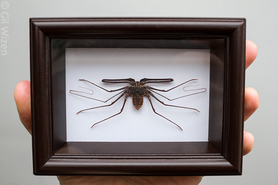 Framed whip spider (Euphrynichus bacillifer). This is probably my favorite work so far. Small. Simple. Perfect.