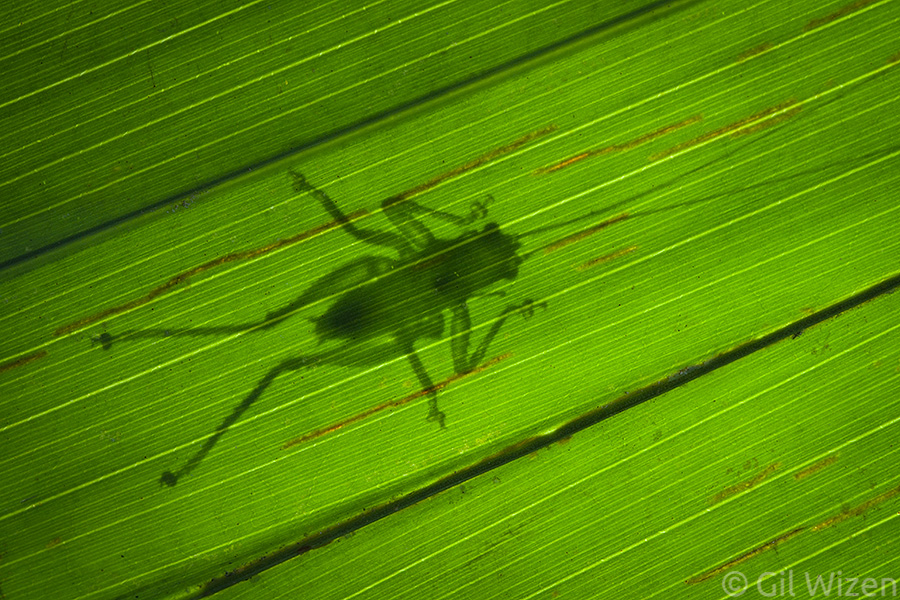 Katydid nymph hiding under a leaf. Like Anaptomecus spiders, they too seem to prefer sitting on palm leaves.