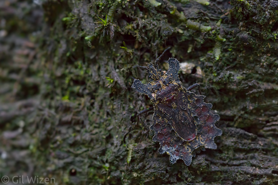 Bark bug (Dysodius lunatus) crawling on a fallen log. Amazon Basin, Ecuador