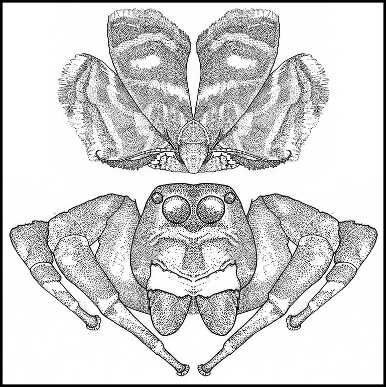 Brenthia moth (upper image) mimics jumping spiders (lower image) with wing markings, wing positioning, and posture. Figure from Rota and Wagner 2006 (drawing by Virginia Wagner).