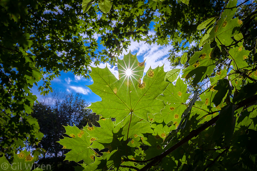 Norway maple (Acer platanoides). Not exactly landscape, but not exactly plant photography either. Also, a good example showing the sunstars created by this lens.