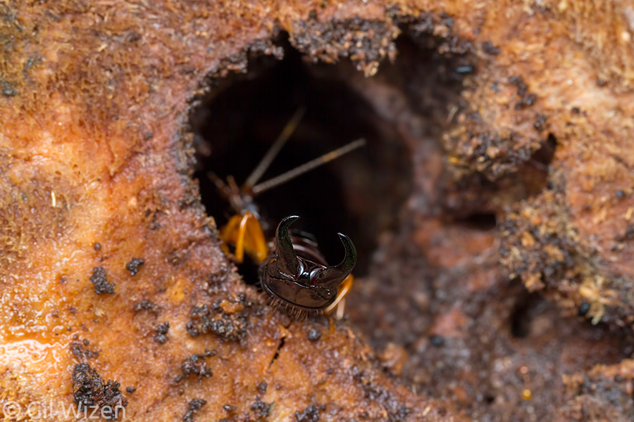 Giant earwig (Allostethus sp.) guarding the entrance to its burrow. Breeding pairs of earwigs construct such chambers, where the female later cares for the brood. Amazon Basin, Ecuador