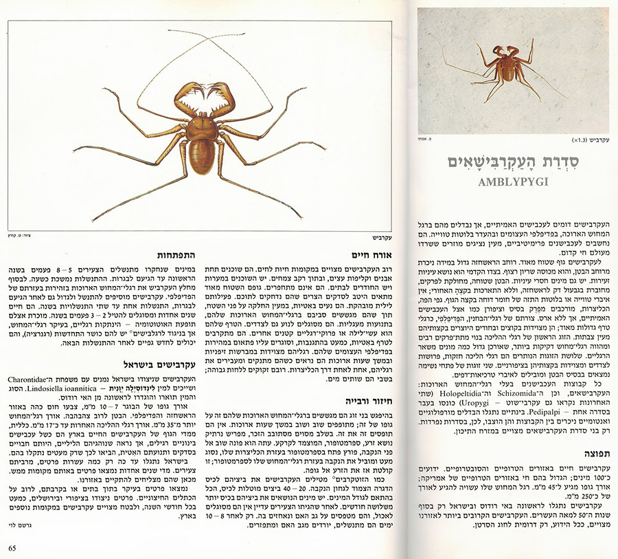 Amblypygi in: Plants and Animals of the Land of Israel: An Illustrated Encyclopedia
