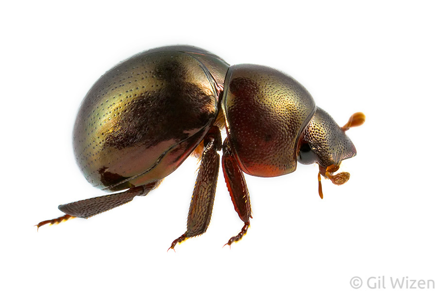 Pill scarab beetle (Ceratocanthus sp.) from southern Belize. Full beetle-mode!