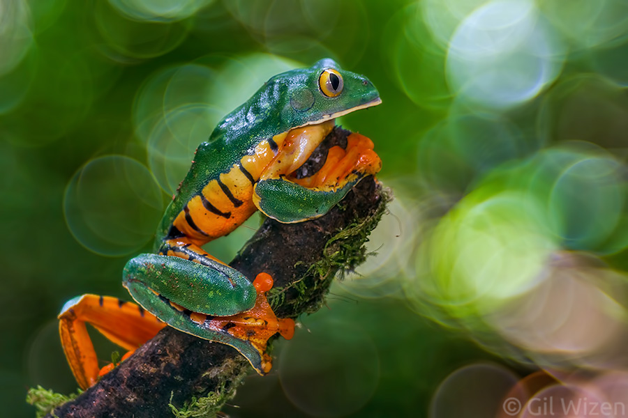 This photo of a Sylvia's tree frog (Cruziohyla sylviae) shows another issue of the Trioplan lens - color fringing in highlight areas of the subject itself.