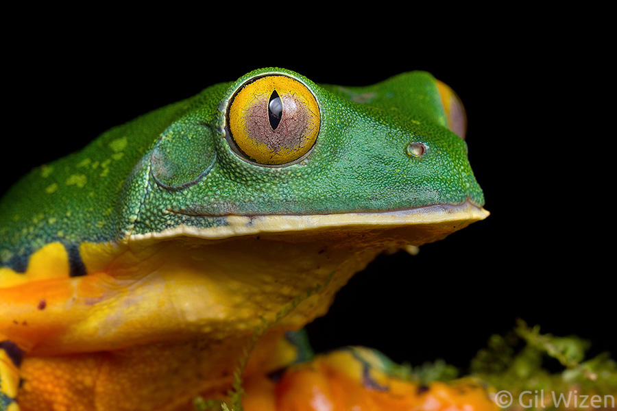 Sylvia's tree frog (Cruziohyla sylviae)