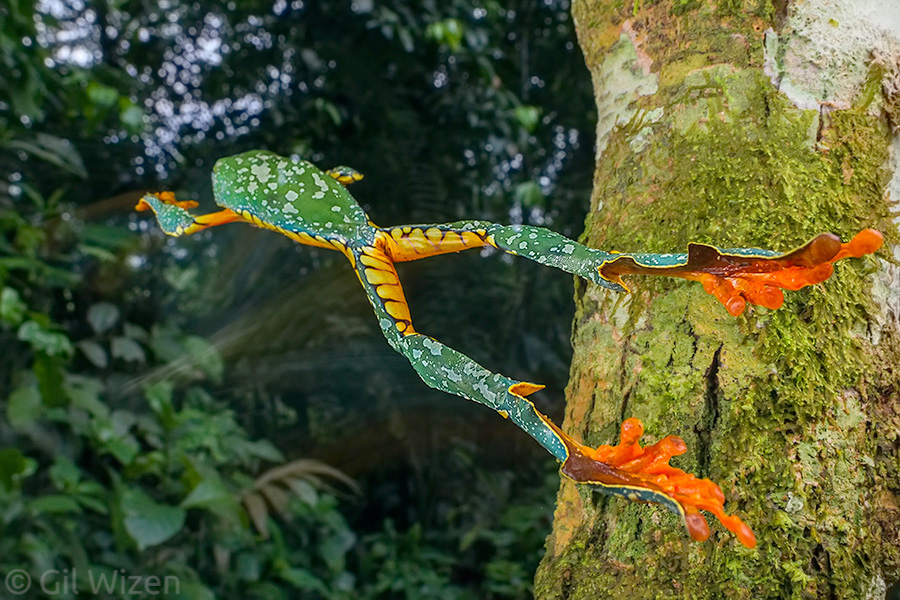 Fringe tree frog (Cruziohyla craspedopus) in mid-jump. Amazon Basin, Ecuador