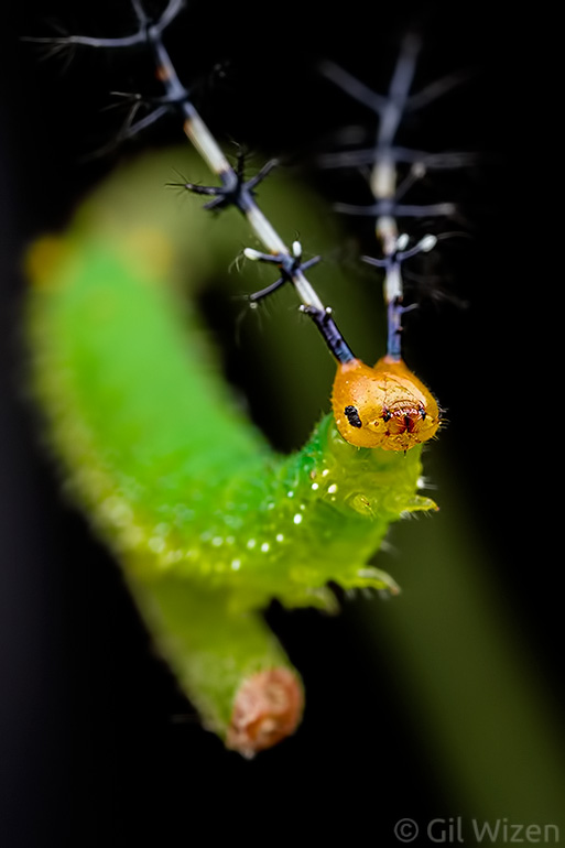 Eighty-eight caterpillar (Diaethria sp.) is sometimes seen waving its horns while walking.