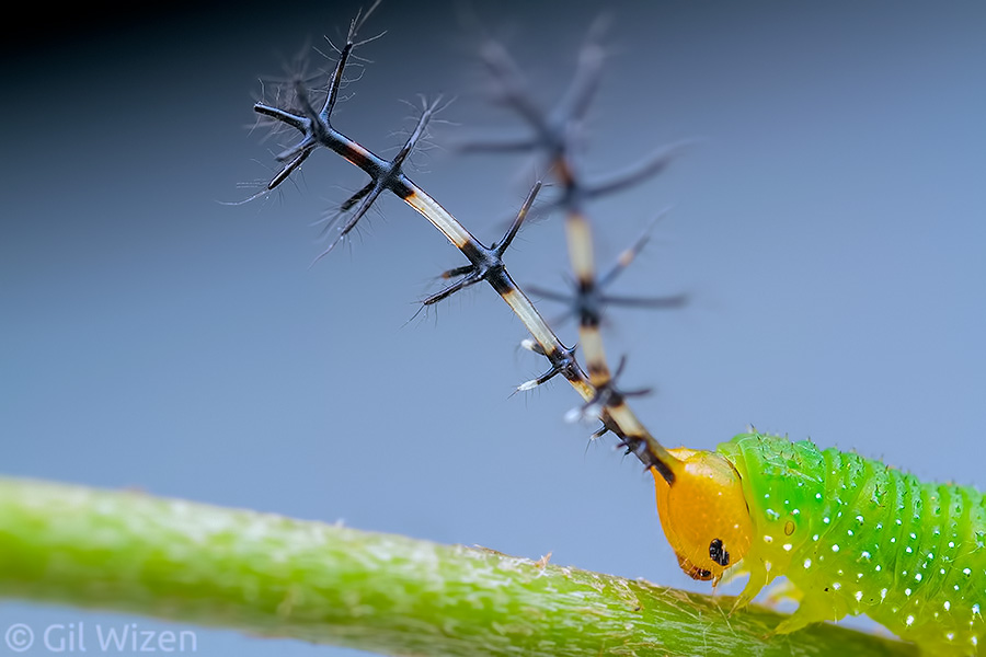 Eighty-eight caterpillar (Diaethria sp.) with complex antler-like horns. Amazon Basin, Ecuador