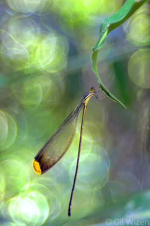 Helicopter damselfly (Microstigma rotundatum) from Ecuador. Sometimes the Trioplan produces images that look like paintings. If you have a very artistic style as a photographer, you should definitely consider getting this lens.