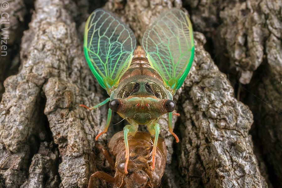 Dog day cicada (Neotibicen canicularis) molting to its adult stage