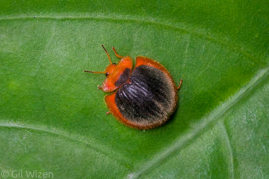 Leaf beetle. Or is it?