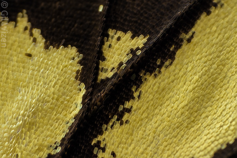 Closeup on the wing scales of the Sahara swallowtail (Papilio saharae)