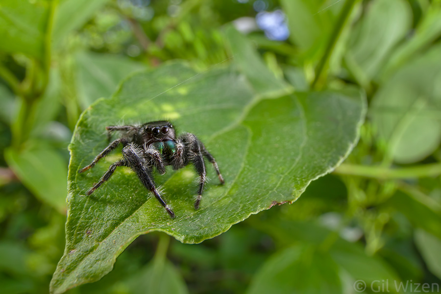 Male bold Jumping Spider (Phidippus audax). I find the background a little distracting here.